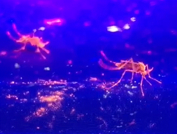 mosquito